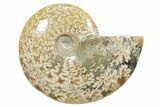 Polished Ammonite (Cleoniceras) Fossil - Madagascar #348497-1